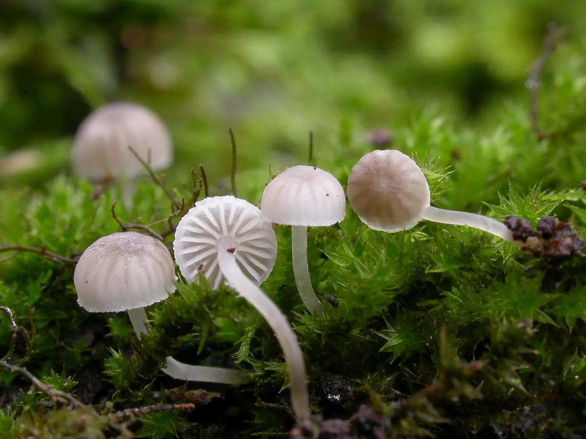 Grzybówka wygięta (Mycena supina) — zdjęcie 1 z 2