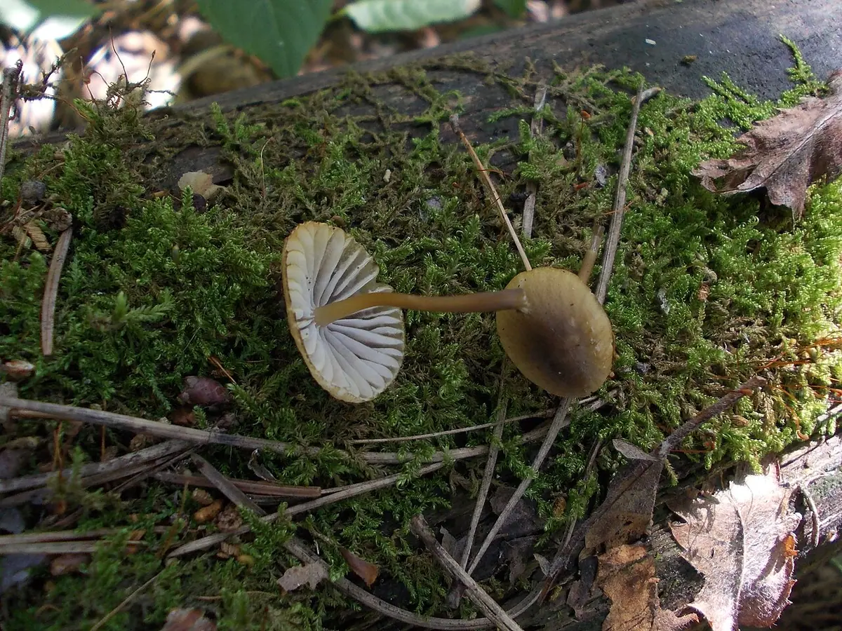 Grzybówka zielonoostrzowa (Mycena viridimarginata) — zdjęcie 1 z 4