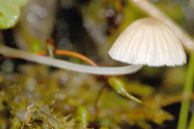 Grzybówka zimowa (Mycena hiemalis) — zdjęcie 1 z 4