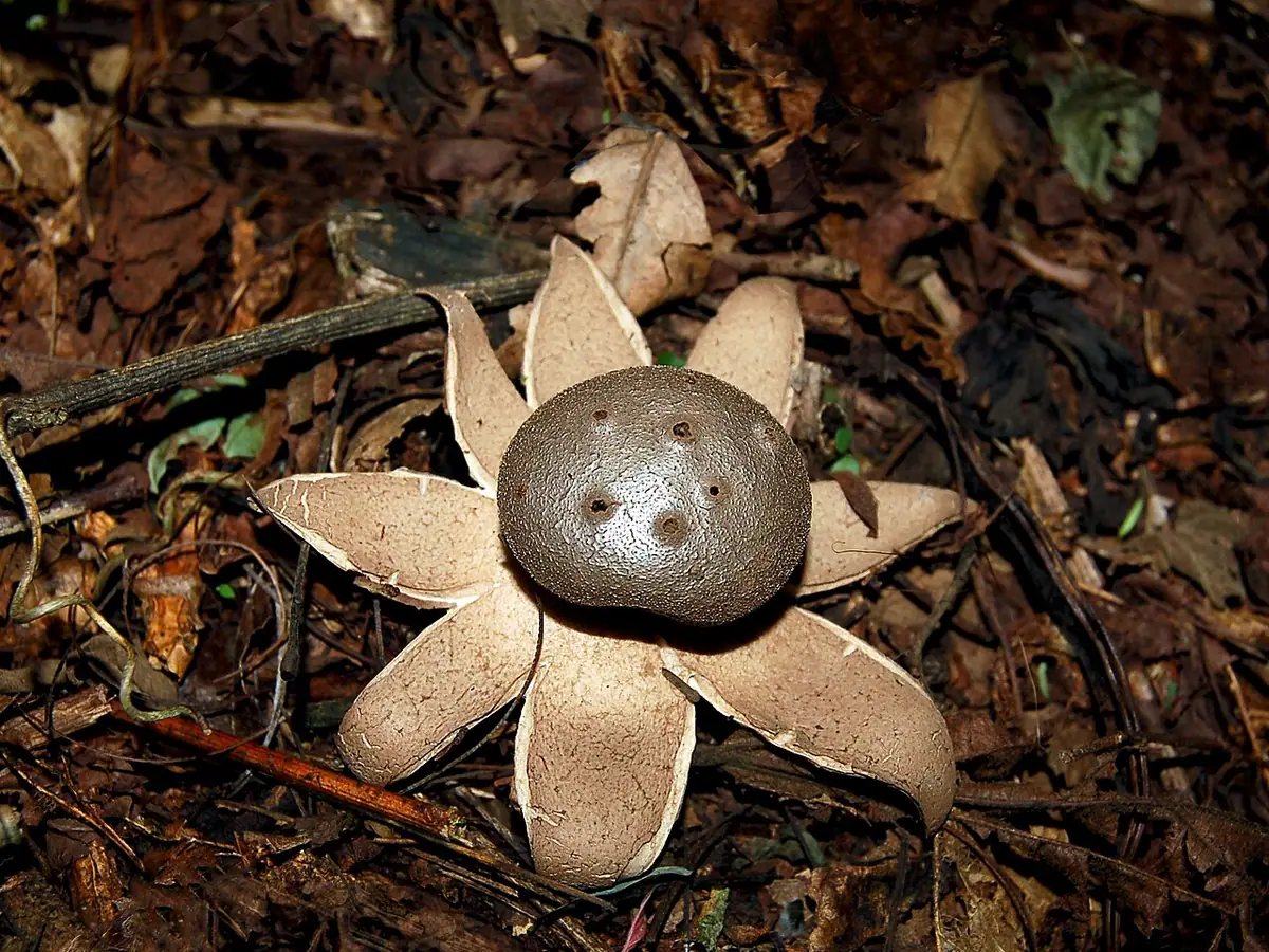 Gwiazda wieloporowa (Myriostoma coliforme) — zdjęcie 1 z 4