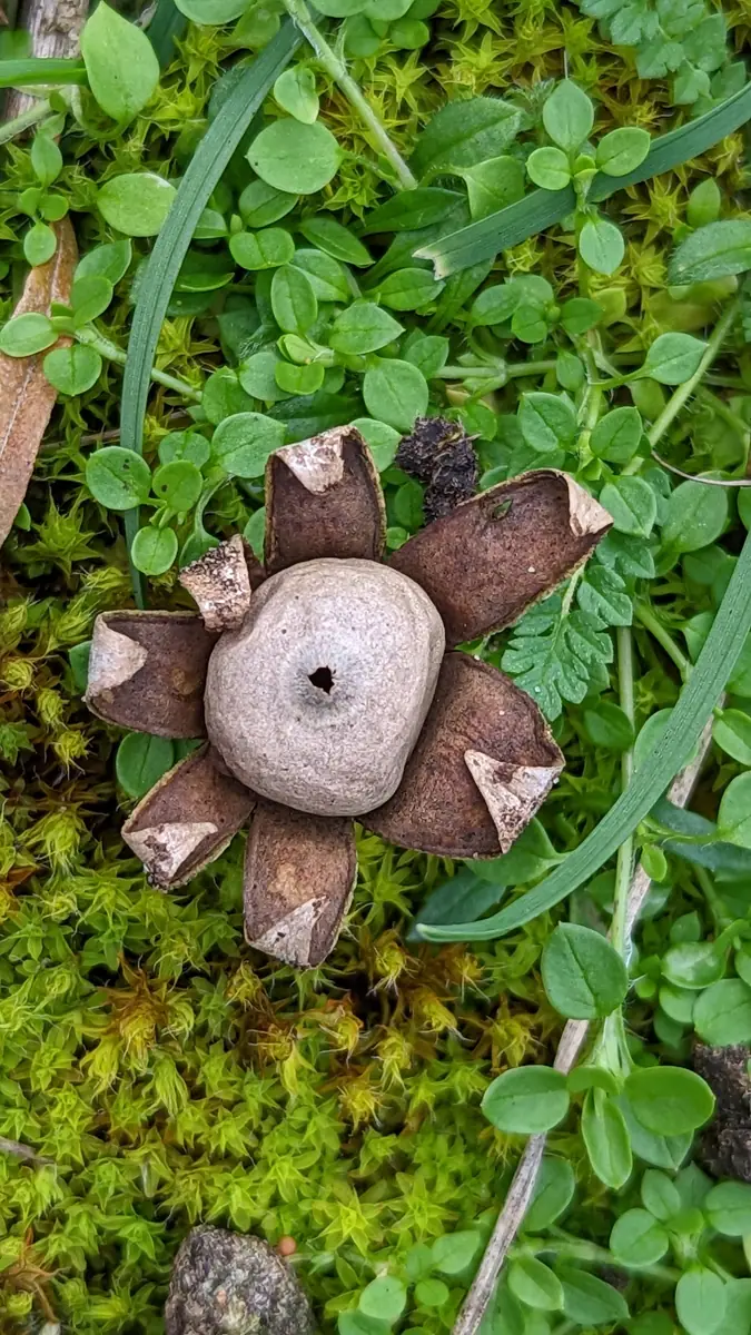 Gwiazdosz brodawkowy (Geastrum corollinum)
