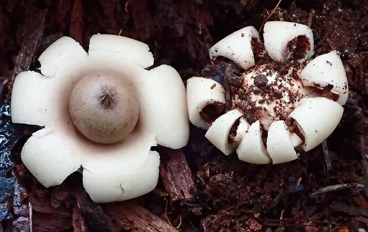 Gwiazdosz bury (Geastrum elegans) — zdjęcie 1 z 4