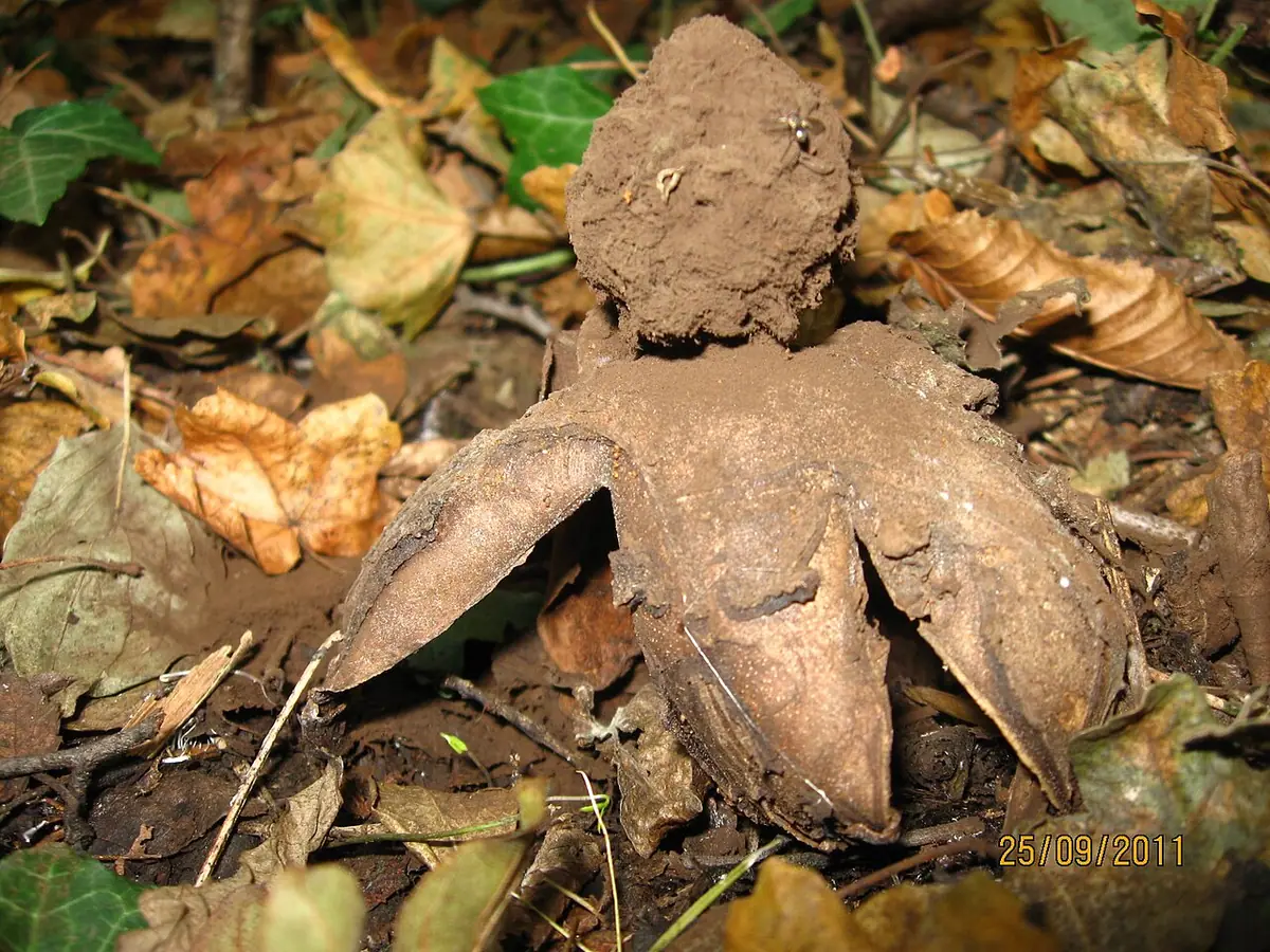 Gwiazdosz czarnogłowy (Geastrum melanocephalum) — zdjęcie 1 z 4