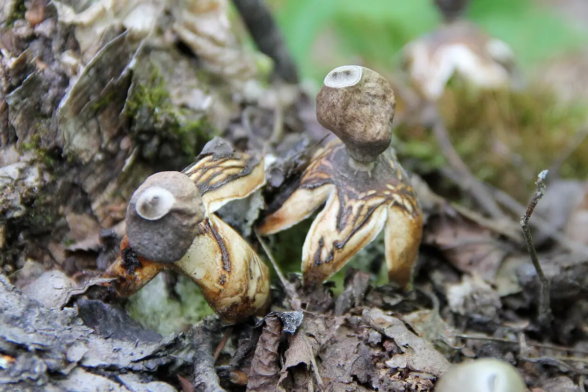 Gwiazdosz czteropromienny (Geastrum quadrifidum) — zdjęcie 1 z 4