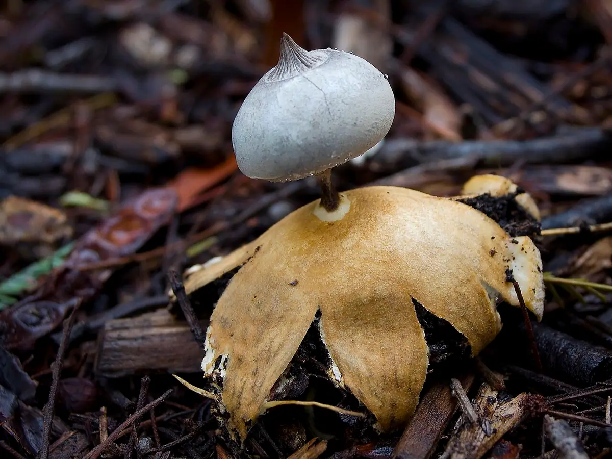 Gwiazdosz długoszyjkowy (Geastrum pectinatum) — zdjęcie 1 z 4