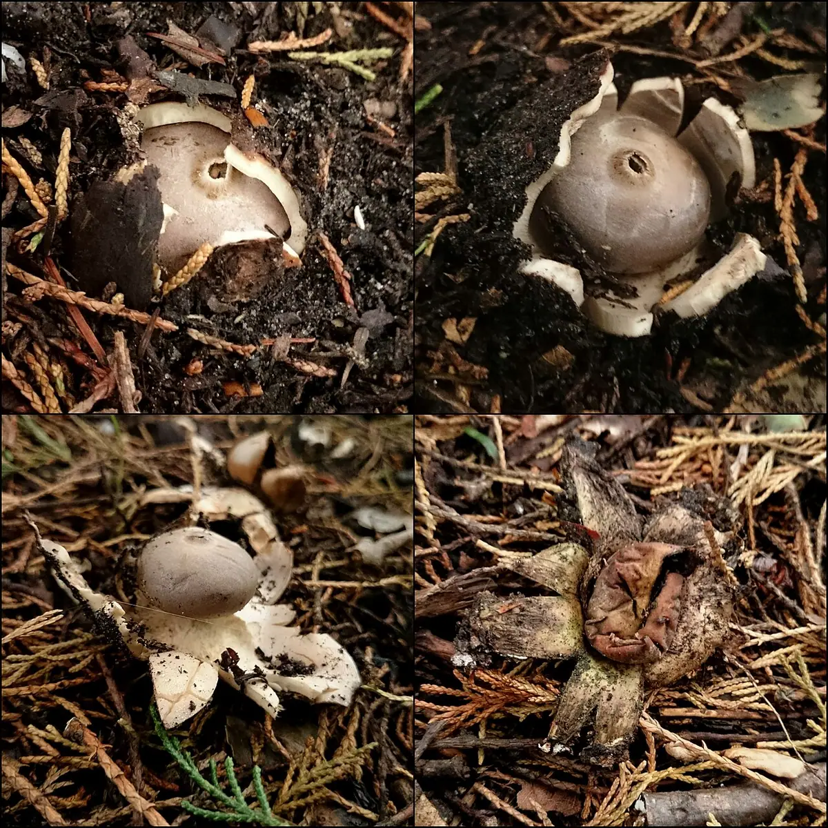 Gwiazdosz koronowaty (Geastrum coronatum) — zdjęcie 1 z 4