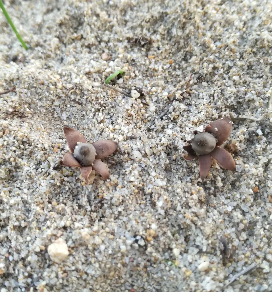 Gwiazdosz kotlaby (Geastrum kotlabae)