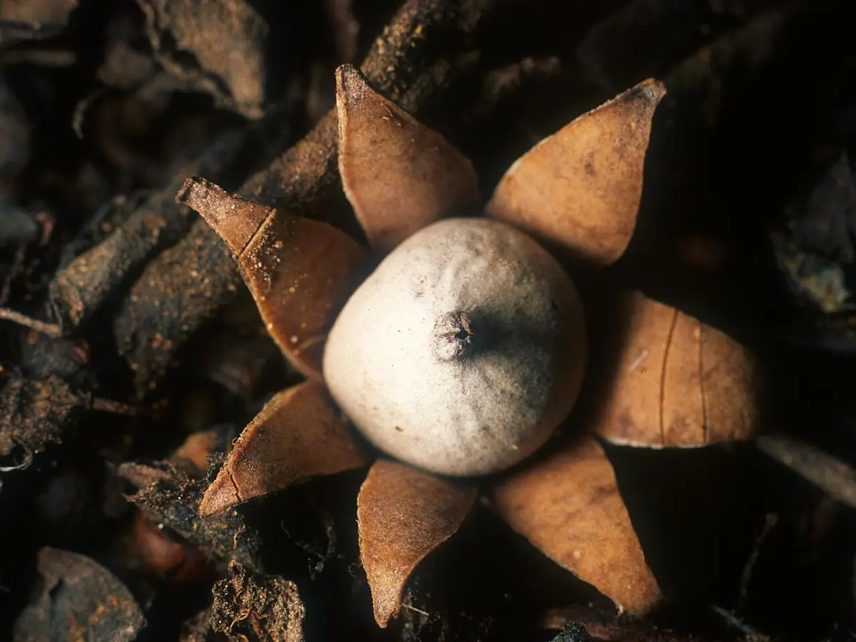 Gwiazdosz kwiatuszkowaty (Geastrum floriforme) — zdjęcie 1 z 4
