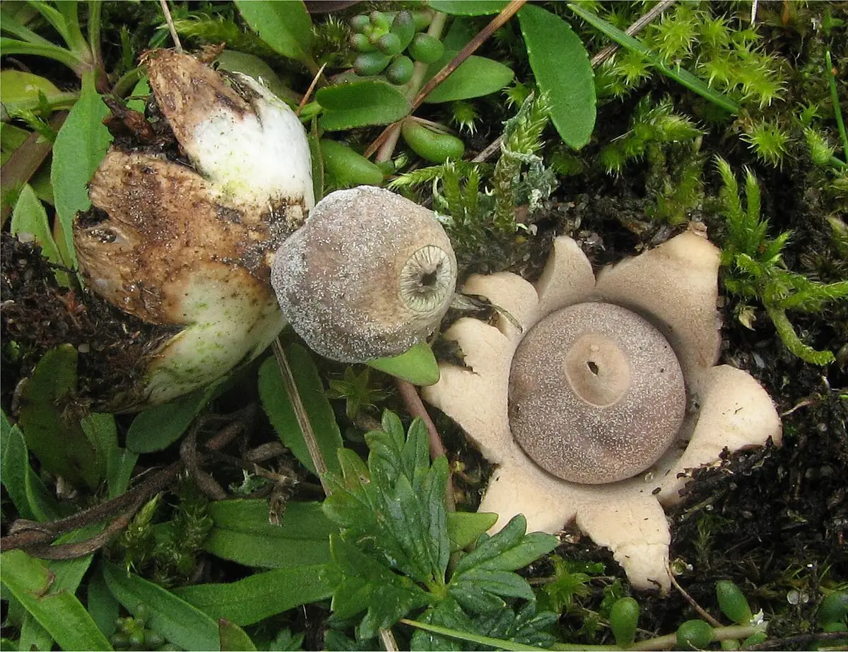 Gwiazdosz najmniejszy (Geastrum minimum) — zdjęcie 1 z 4