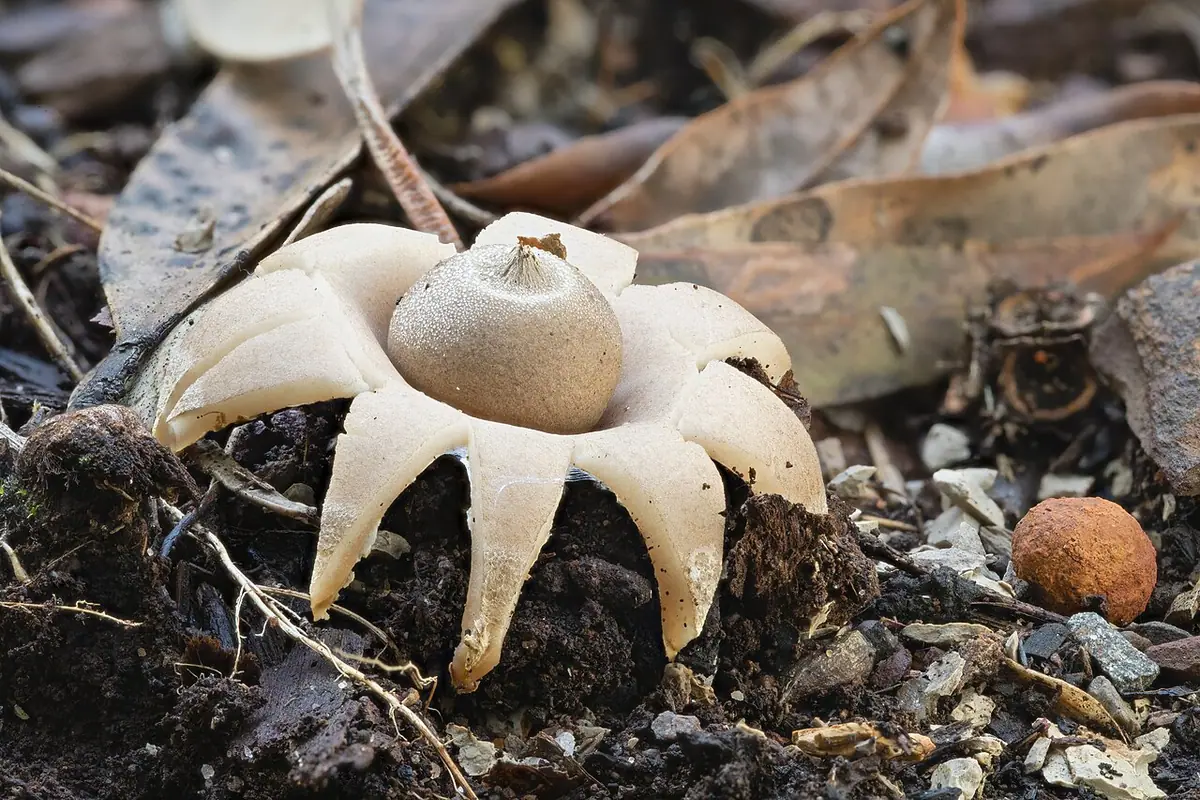 Gwiazdosz potrójny (Geastrum triplex) — zdjęcie 1 z 4