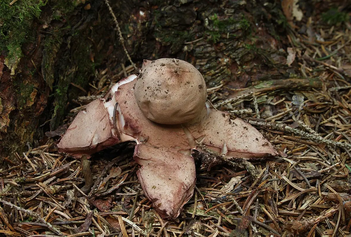 Gwiazdosz rudawy (Geastrum rufescens) — zdjęcie 1 z 4