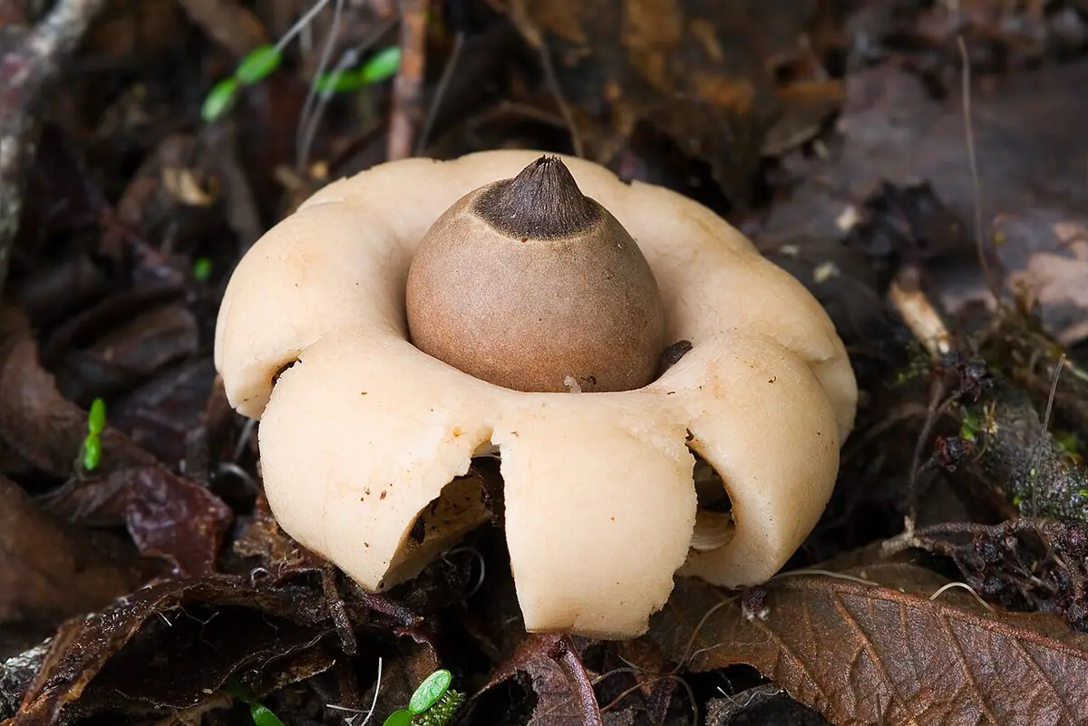 Gwiazdosz workowaty (Geastrum saccatum) — zdjęcie 1 z 4