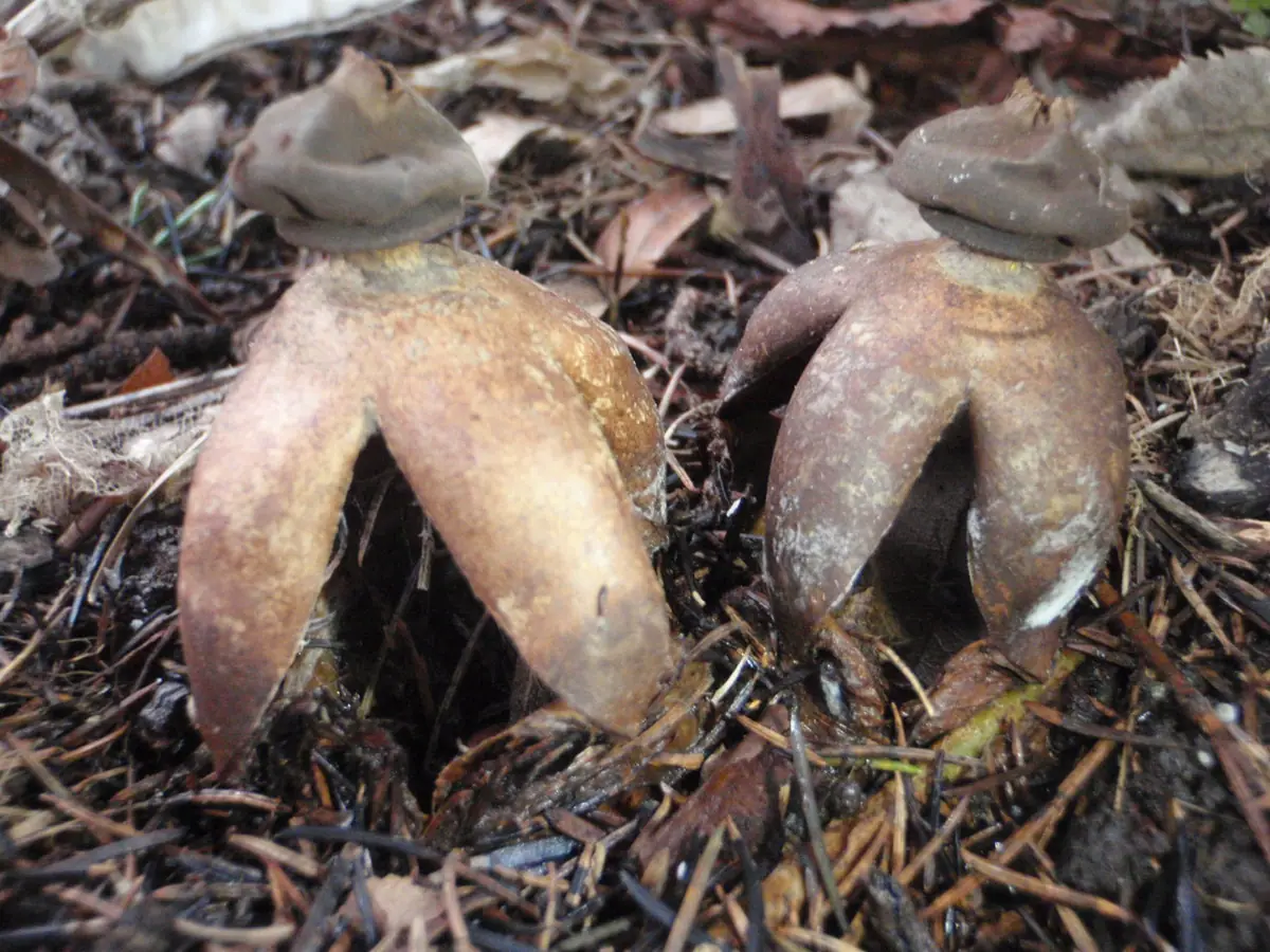 Gwiazdosz wzniesiony (Geastrum fornicatum) — zdjęcie 1 z 4