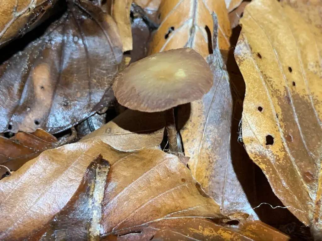 Gymnopus fagiphilus — zdjęcie 1 z 2