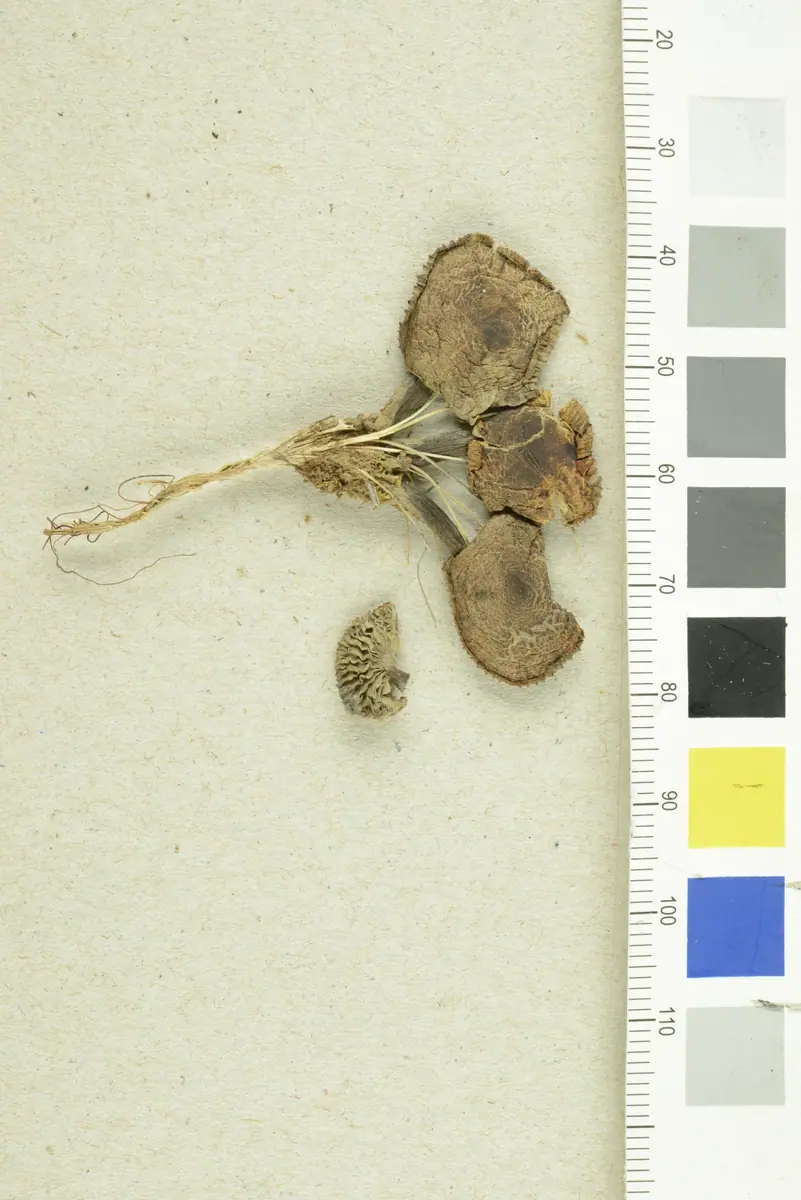 Gymnopus loiseleurietorum