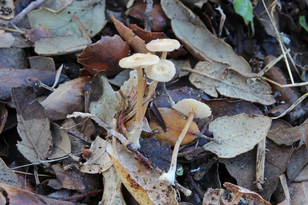 Gymnopus terginus