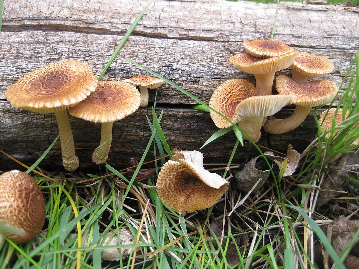 Heliocybe sulcata — zdjęcie 1 z 4