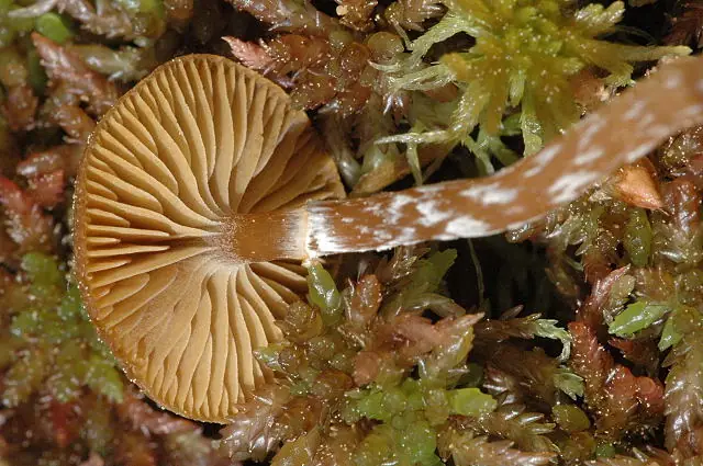 Hełmówka błotna (Galerina paludosa) — zdjęcie 1 z 4