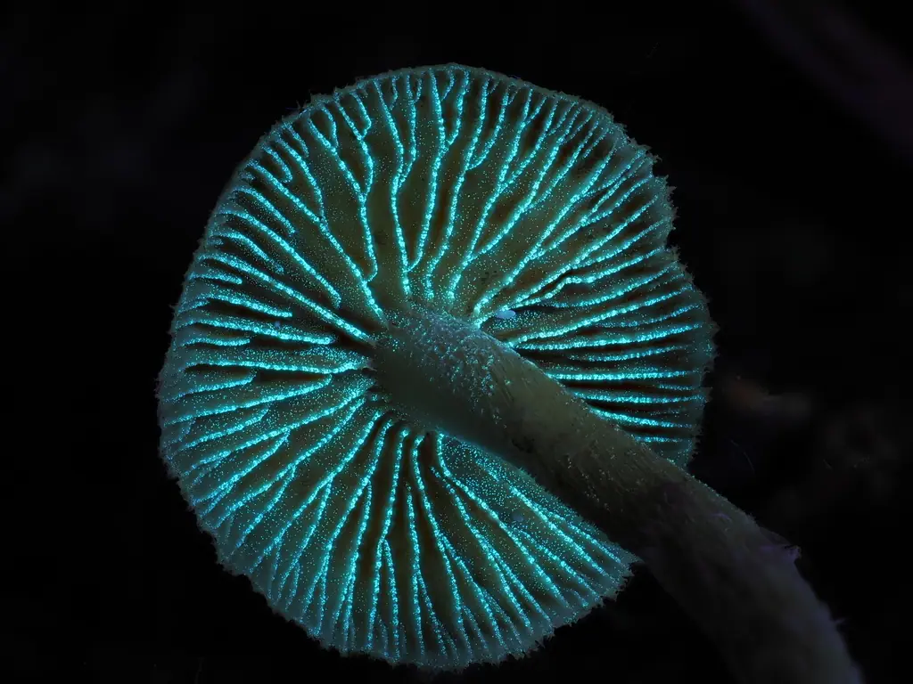 Hełmówka brązowotrzonowa (Galerina badipes) — zdjęcie 1 z 4
