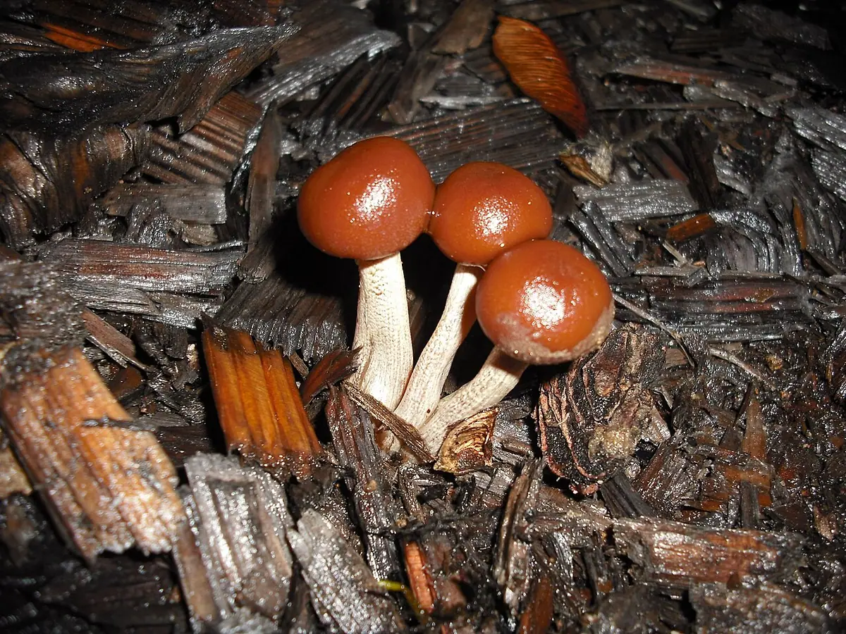 Hełmówka drobna (Galerina nana) — zdjęcie 1 z 4