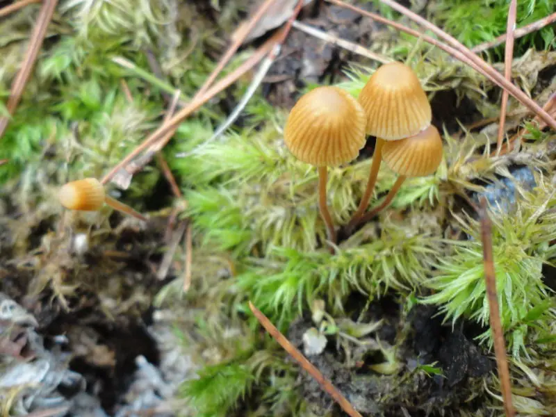 Hełmówka grzybówkowa (Galerina pumila) — zdjęcie 1 z 4