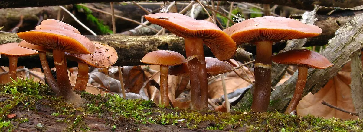Hełmówka jesienna (Galerina autumnalis) — zdjęcie 1 z 4