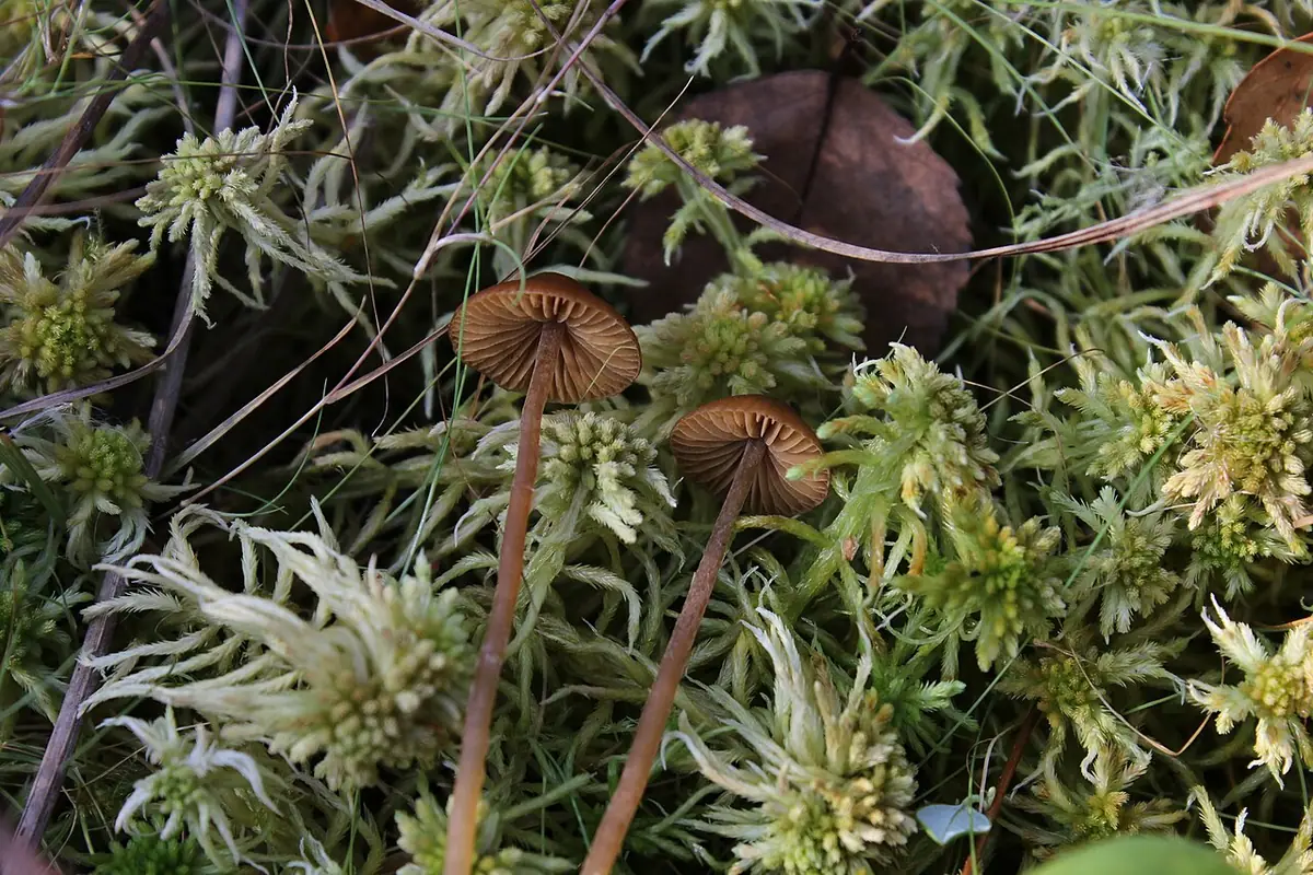 Hełmówka oprószona (Galerina tibiicystis) — zdjęcie 1 z 4