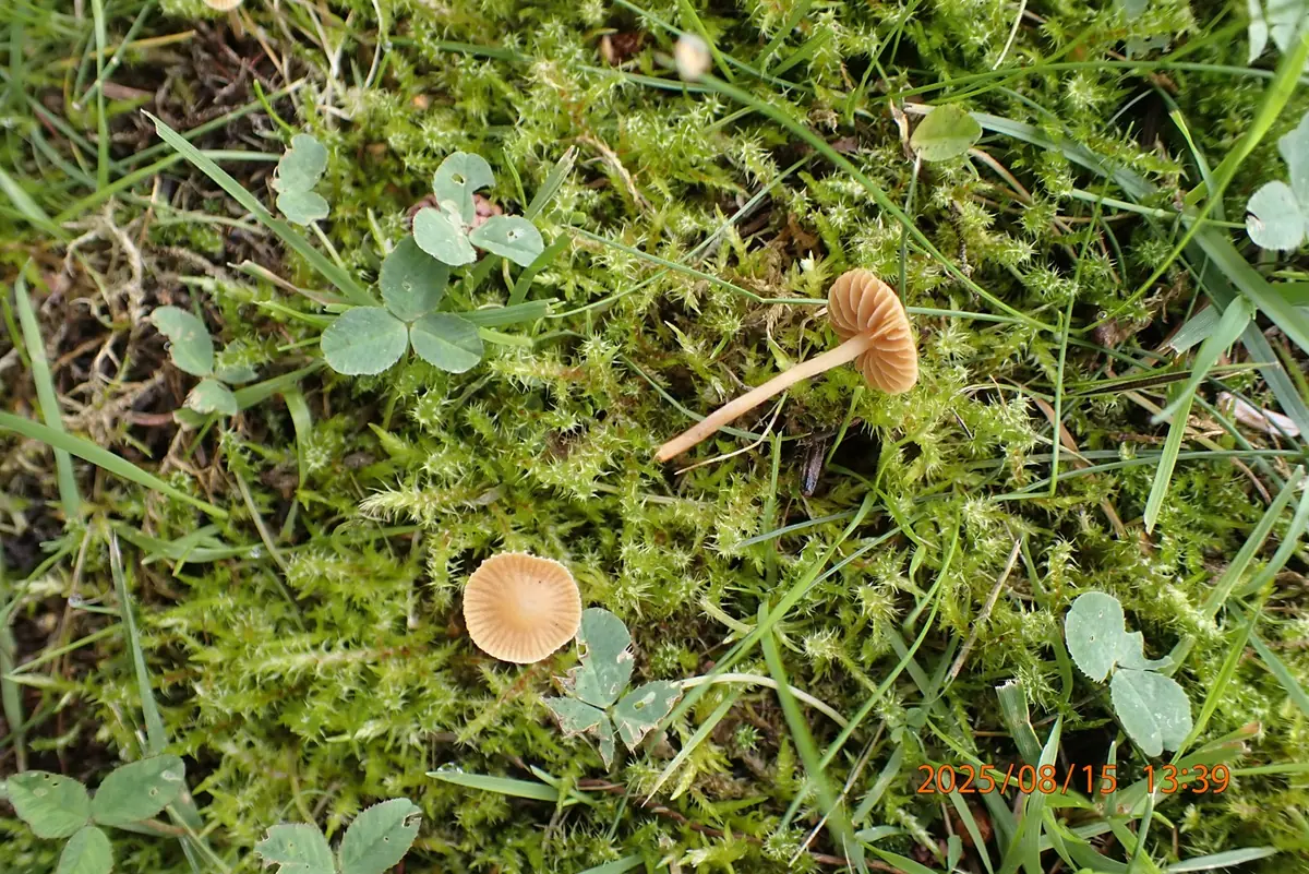 Hełmówka oszroniona (Galerina perplexa) — zdjęcie 1 z 4