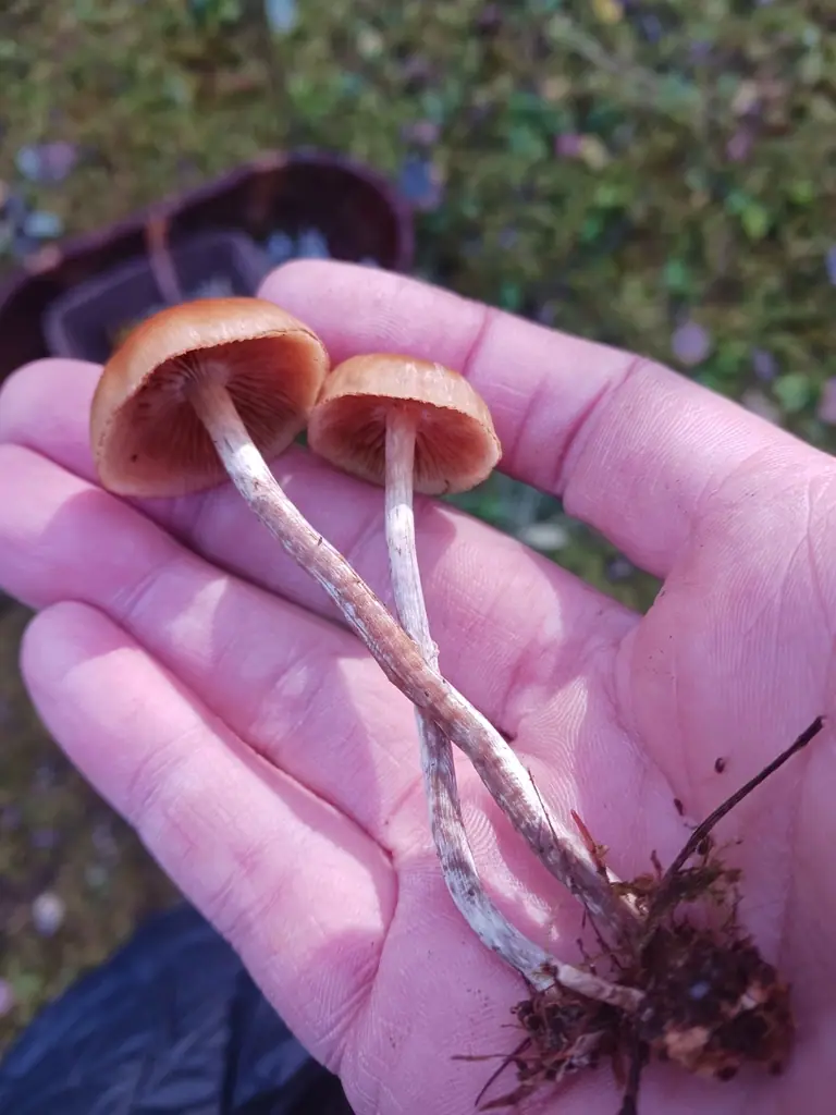 Hełmówka prążkowana (Galerina stylifera) — zdjęcie 1 z 4