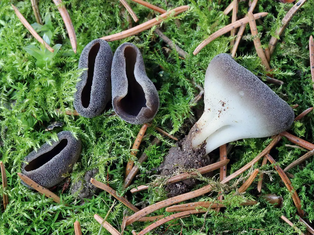 Helvella confusa — zdjęcie 1 z 2