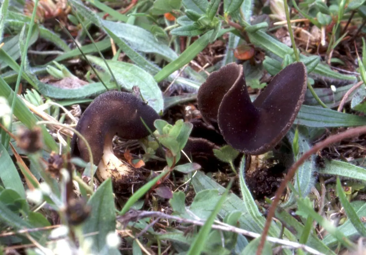 Helvella queletii — zdjęcie 1 z 3