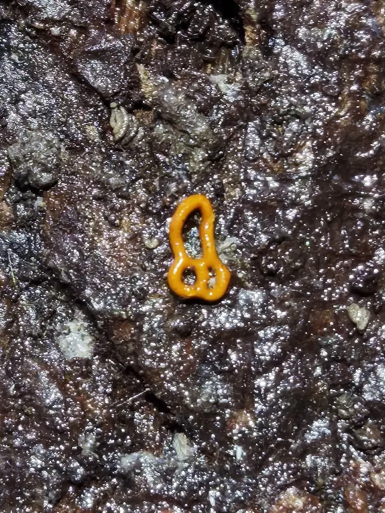 Hemitrichia spp. — zdjęcie 1 z 4