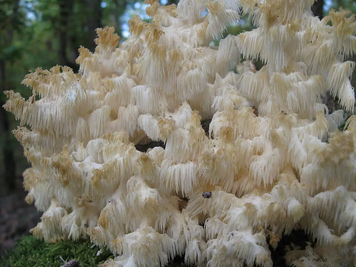 Hericium clathroides — zdjęcie 1 z 4