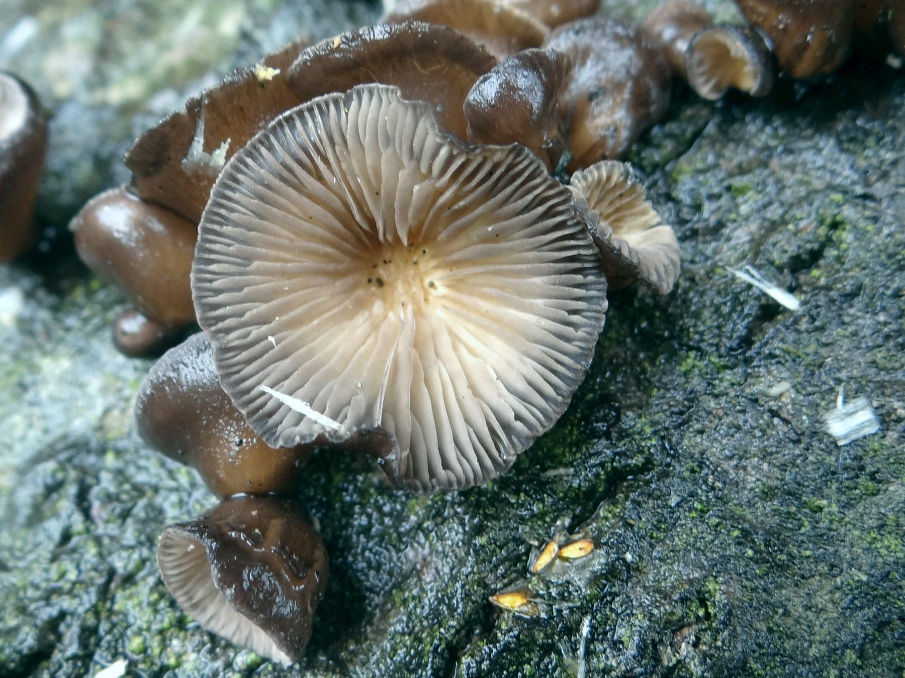 Hohenbuehelia cyphelliformis — zdjęcie 1 z 4