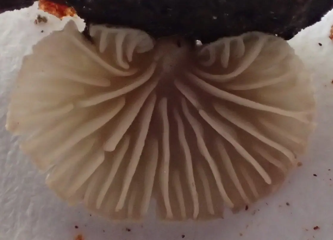 Hohenbuehelia pinacearum