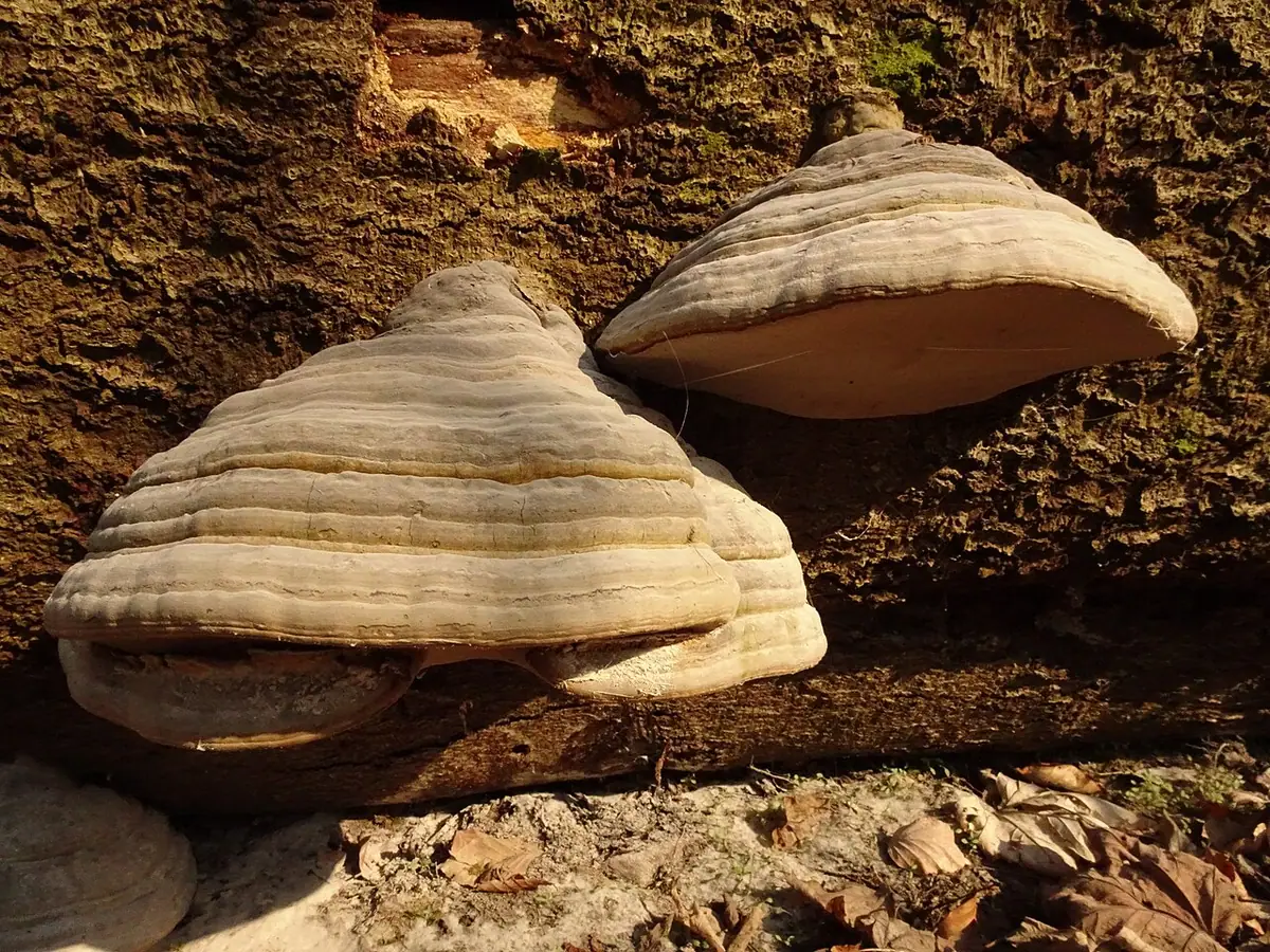 Hubiak pospolity (Fomes fomentarius) — zdjęcie 1 z 4