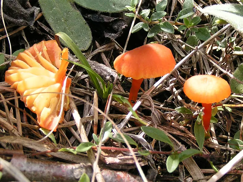 Hygrocybe marchii — zdjęcie 1 z 4