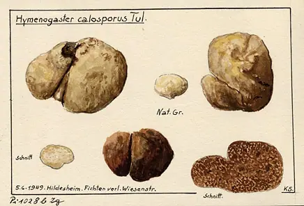 Hymenogaster calosporus — zdjęcie 1 z 3