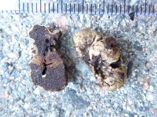 Hymenogaster hessei