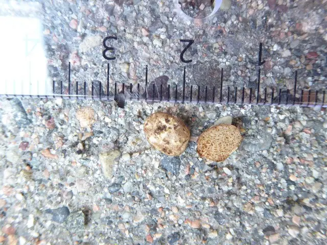 Hymenogaster populetorum