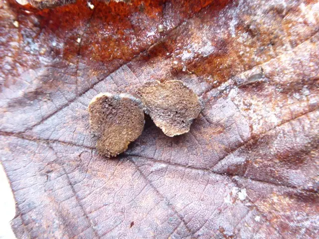 Hymenogaster rehsteineri — zdjęcie 1 z 2