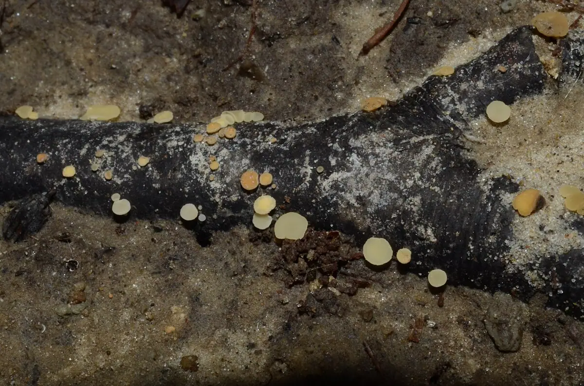 Hymenoscyphus imberbis — zdjęcie 1 z 3