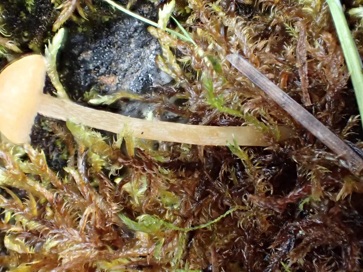 Hypholoma laeticolor — zdjęcie 1 z 2