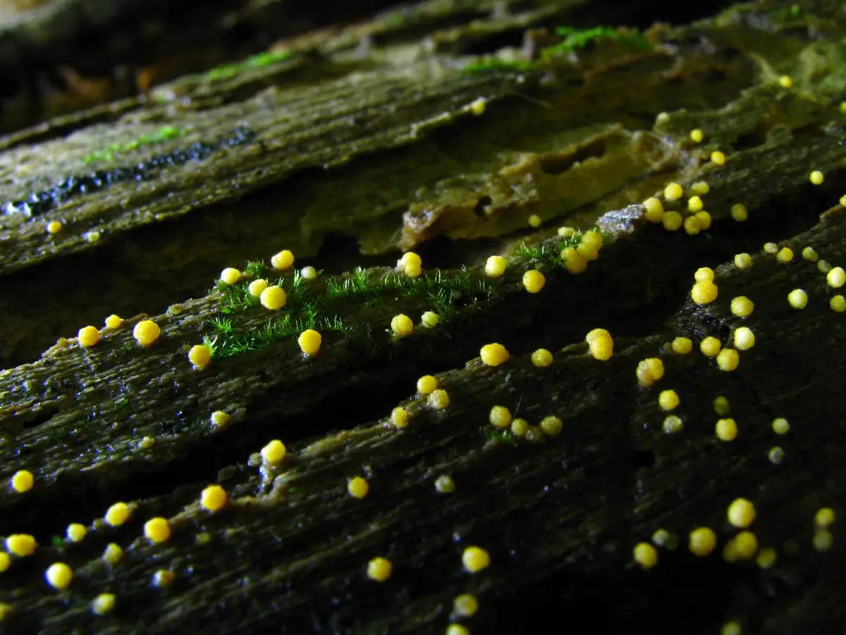 Hypocrea citrina — zdjęcie 1 z 4