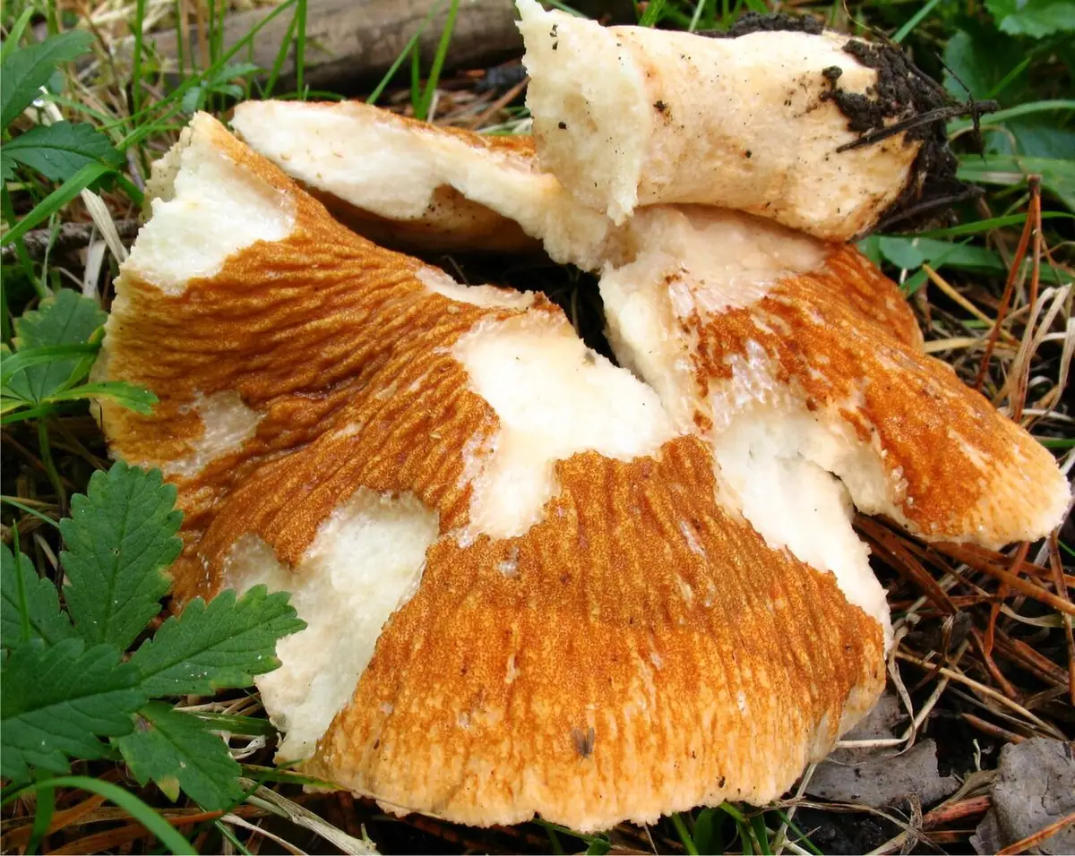 Hypomyces spadiceus