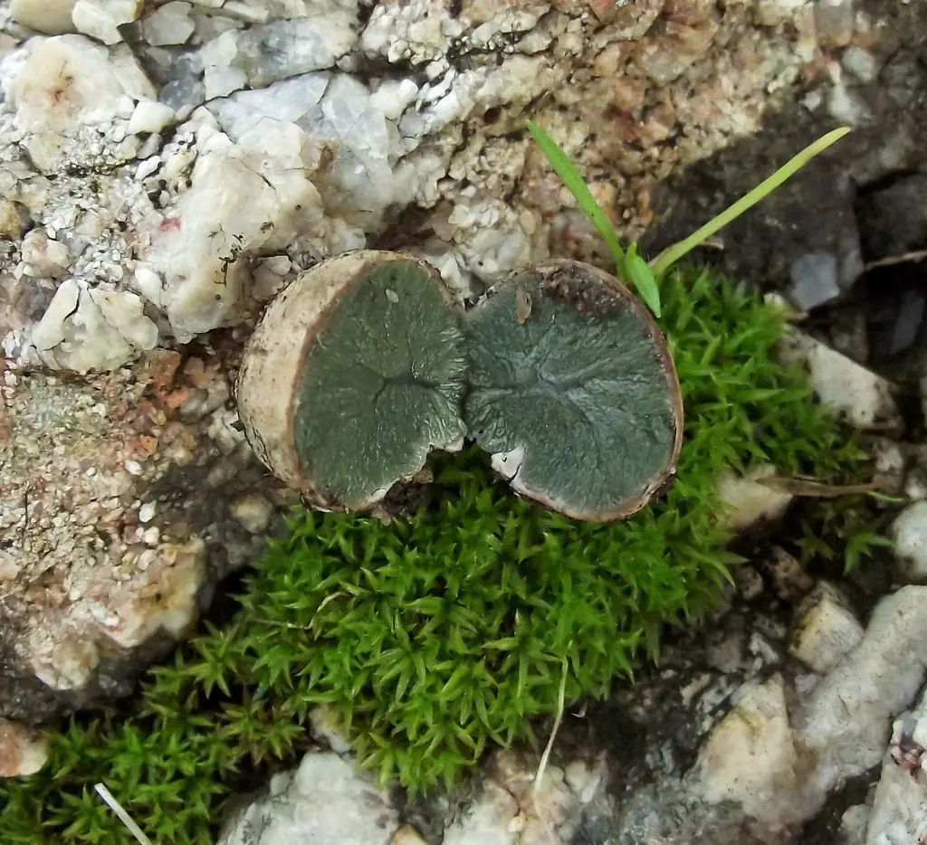 Hysterangium (Hysterangium clathroides)