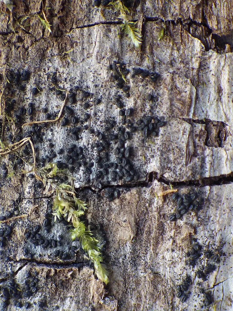 Hysterium pulicare — zdjęcie 1 z 4
