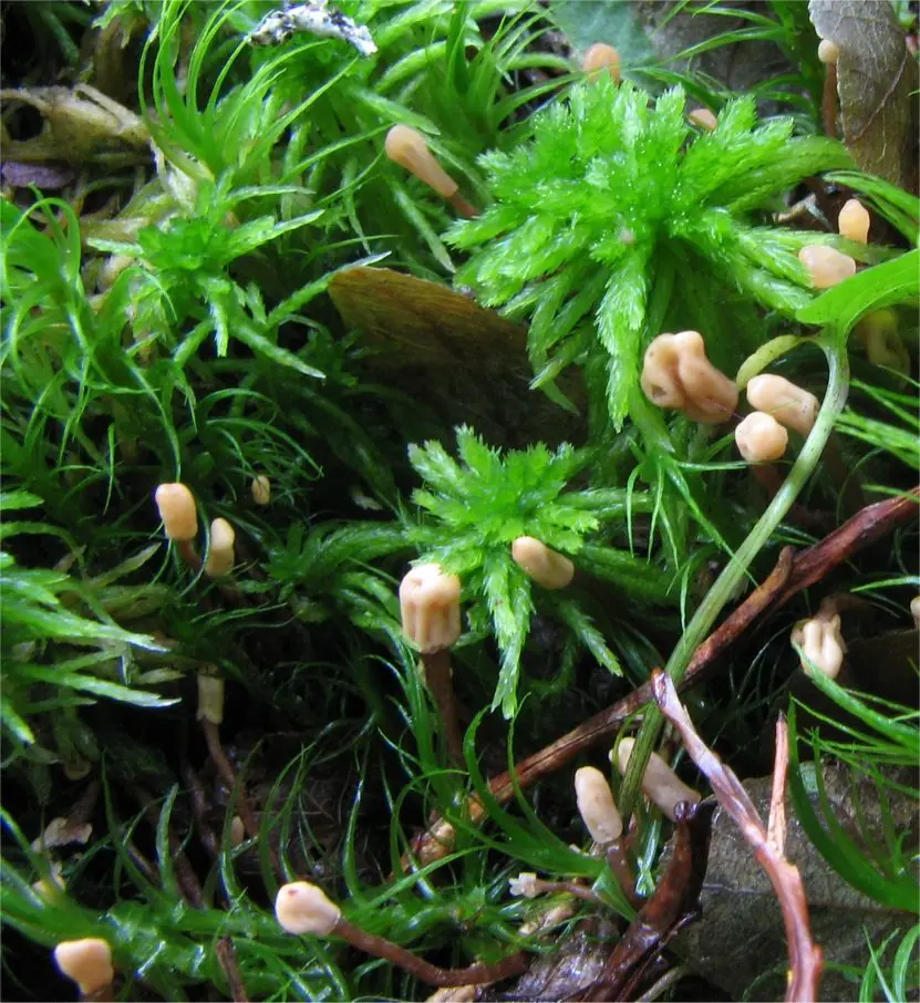 Igłówka brązowawa (Heyderia abietis) — zdjęcie 1 z 4