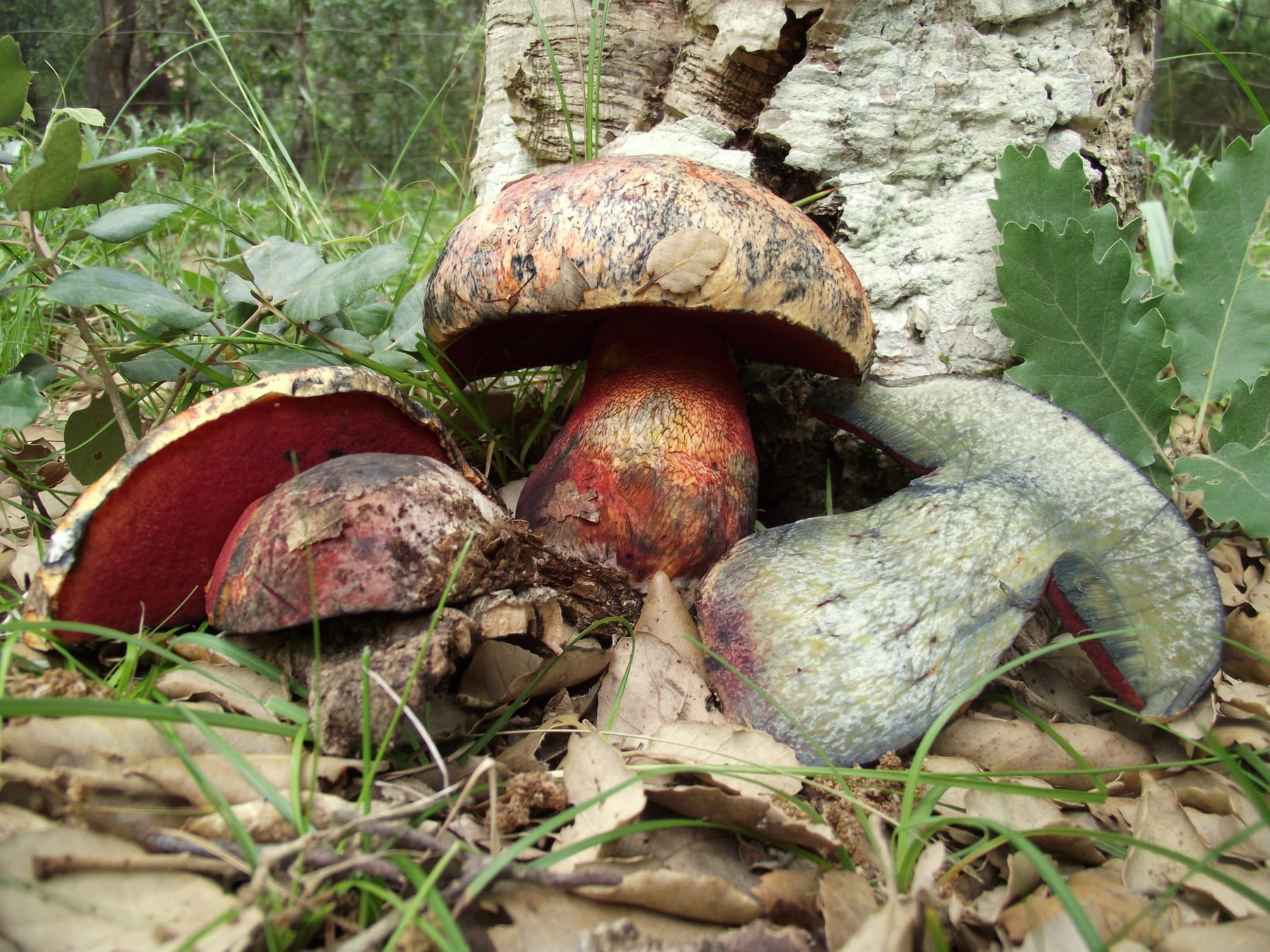 Imperator żółtomiedziany (Imperator luteocupreus) — zdjęcie 1 z 4