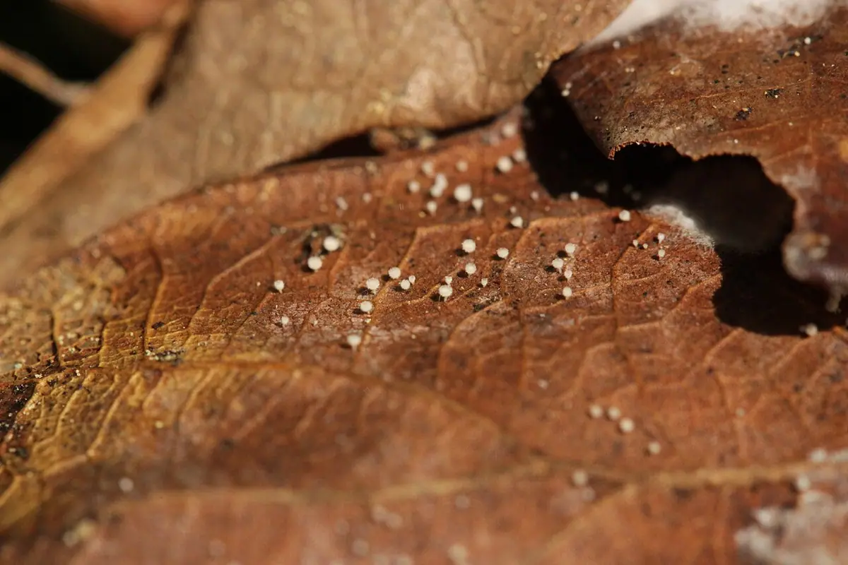 Incrucipulum ciliare — zdjęcie 1 z 3